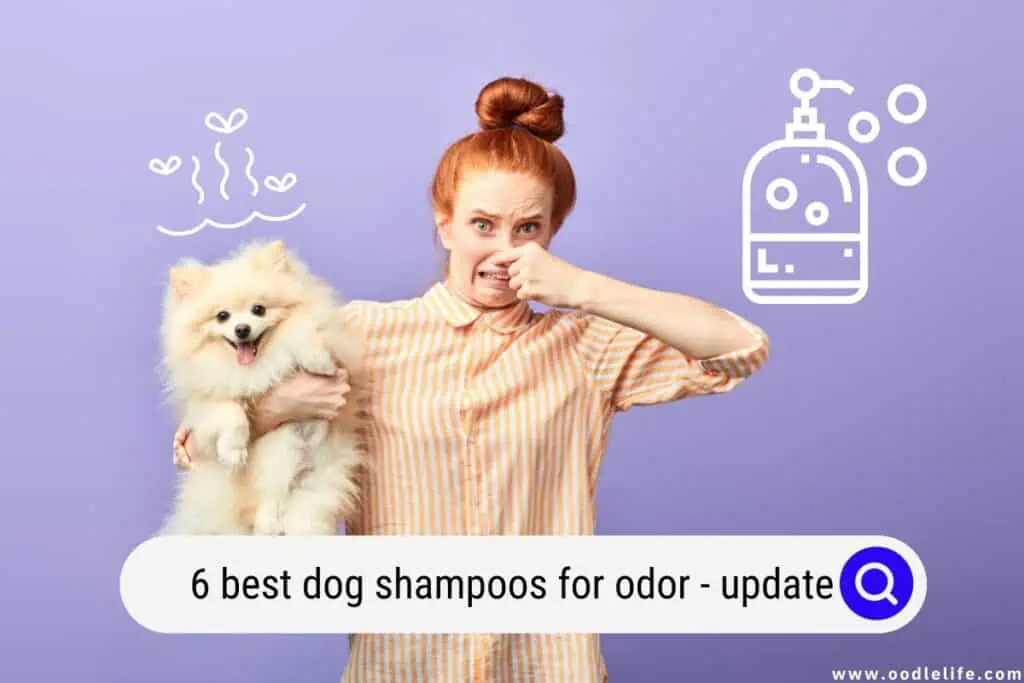 best dog shampoos for odor