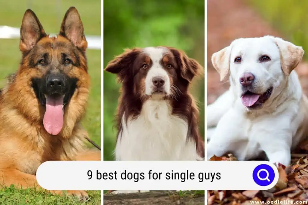 best dogs for single guys
