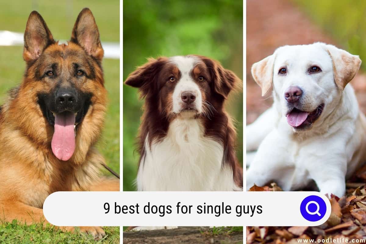 9 Best Dogs For Single Guys (2024) + Photos Oodle Life