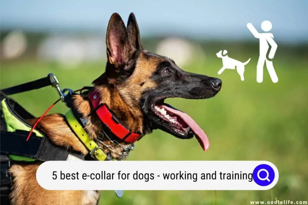 best e-collars for dogs