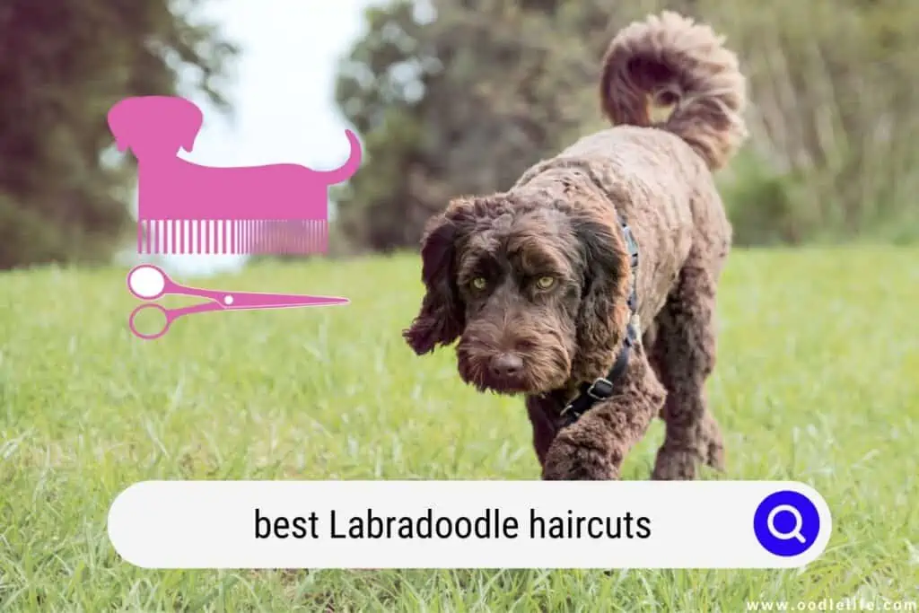 best Labradoodle haircuts