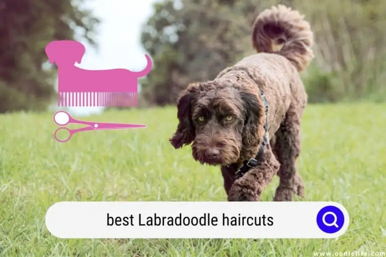 Best Labradoodle Haircuts (2023 Photos)