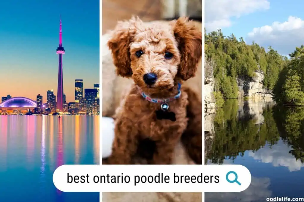 ontario poodle breeders