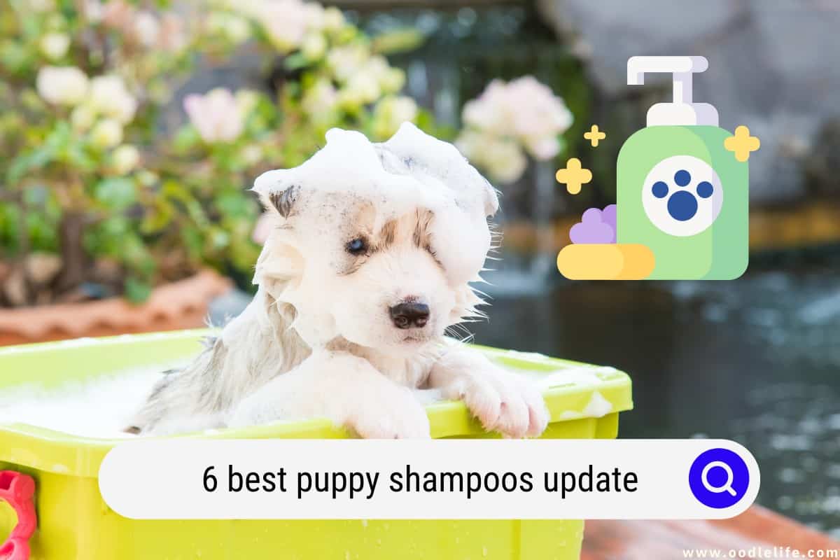 6 Best Puppy Shampoos 2024 Update OodleLife®
