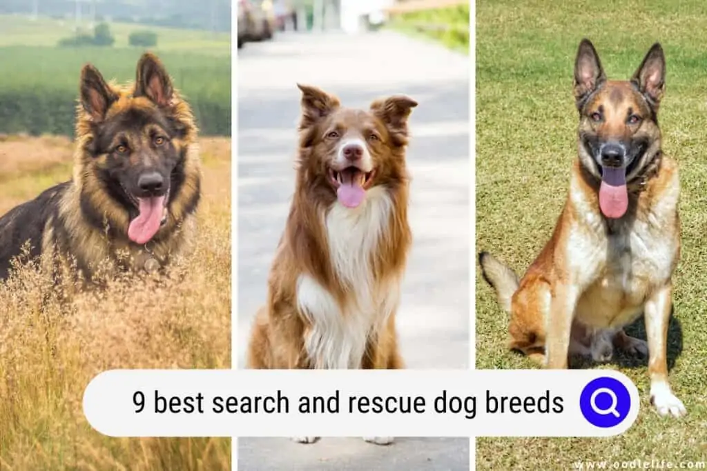 best search and rescue dog breeds