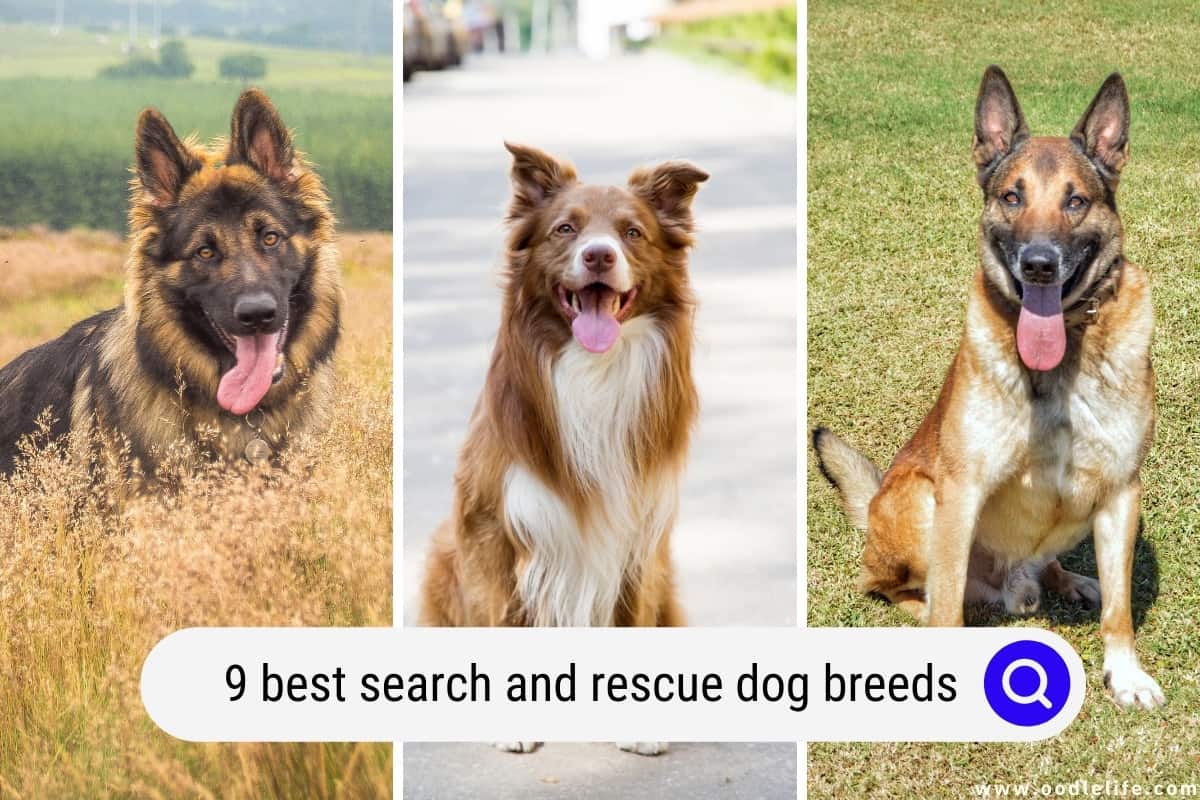 Sar dog sales breeds