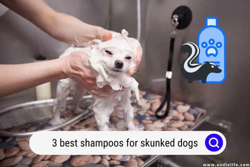 best shampoos for skunked dog
