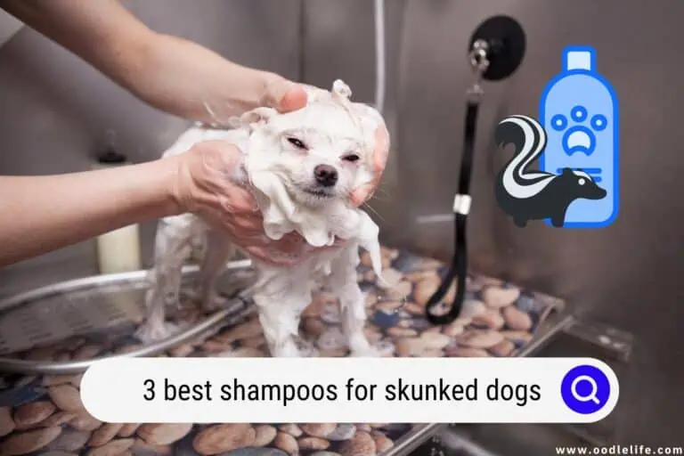 3 Best Shampoos for Skunked Dogs (2025 Update)