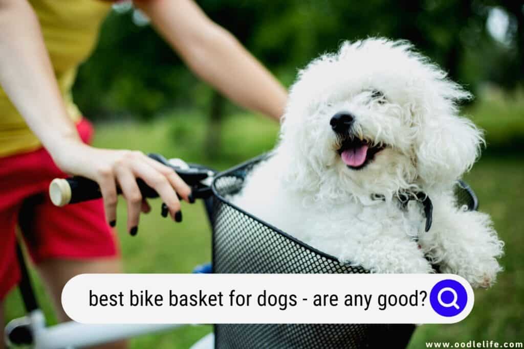 bike basket for dog