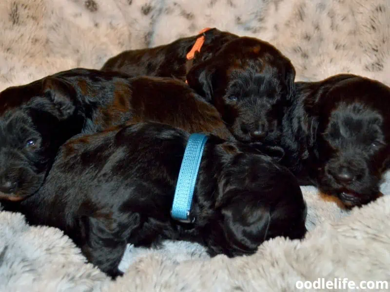 black Cockapoos sleep together