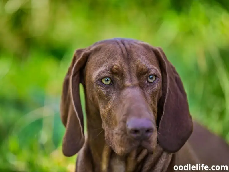 Bloodhound in a quiet surroundings