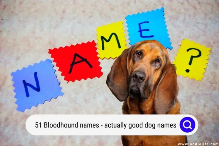 51 Bloodhound Names (Actually Good Dog Names)