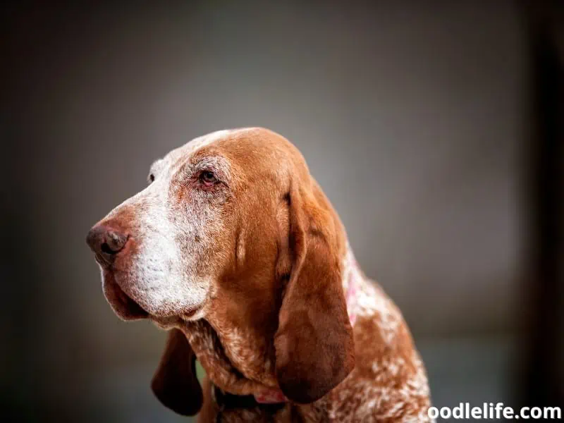 Bloodhound portrait