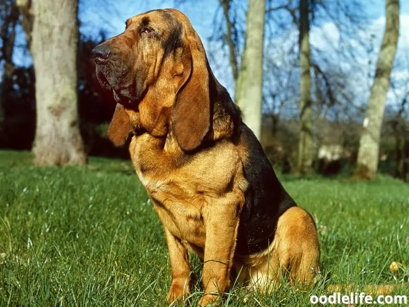 Bloodhound sits on the garden