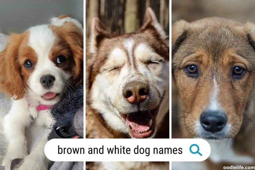 brown and white dog names