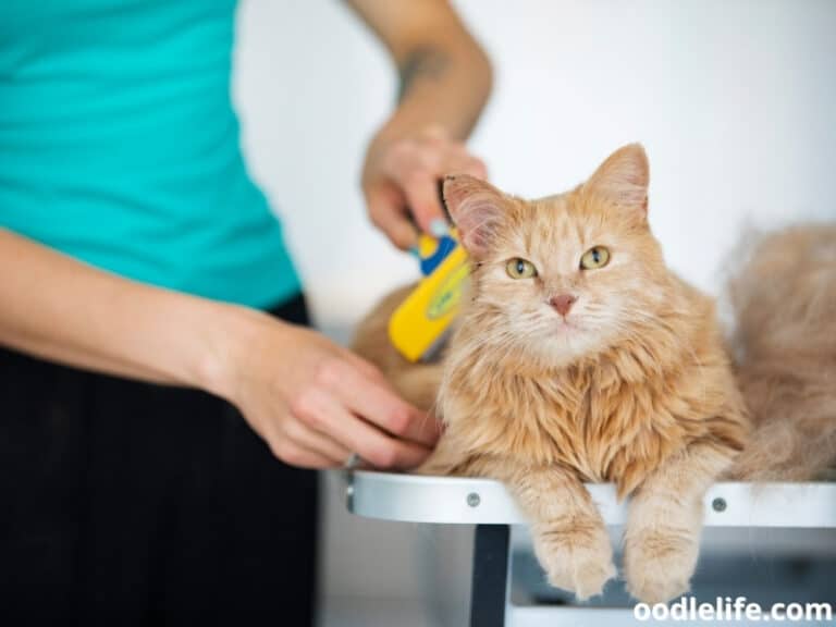 Can You Use Dog Shampoo On Cats? (2023 Update) Oodle Life