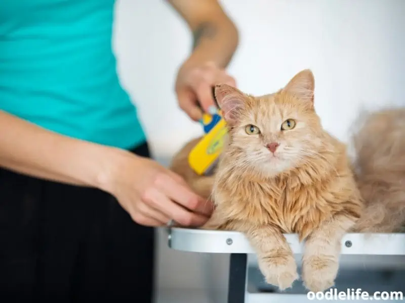 brushing a cat's coat