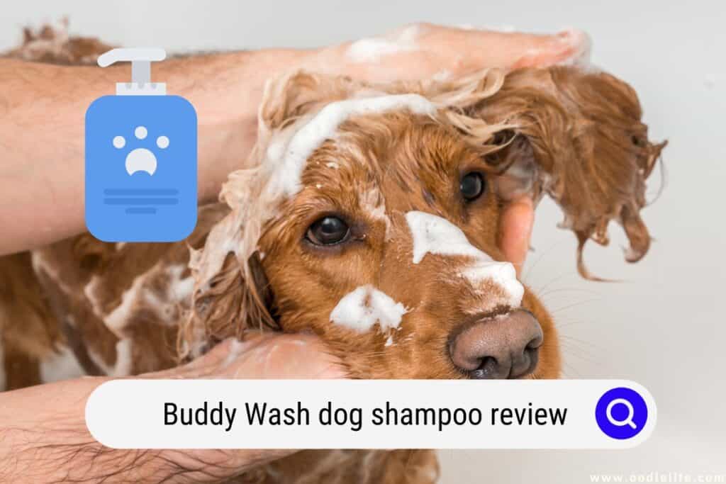 Buddy Wash dog shampoo