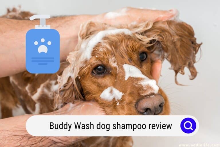 Buddy Wash Dog Shampoo 2026 Review