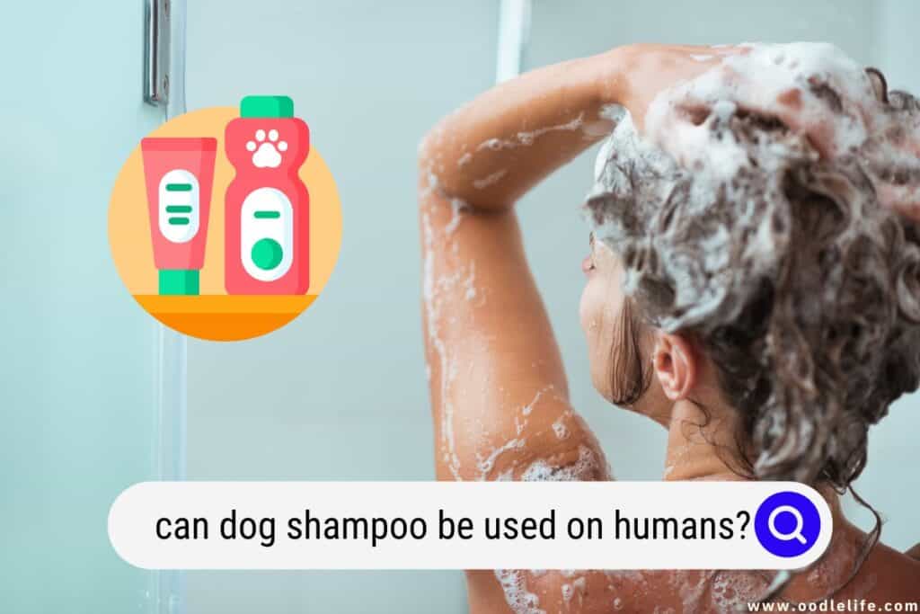 Can Dog Shampoo Be Used On Humans? Oodle Life
