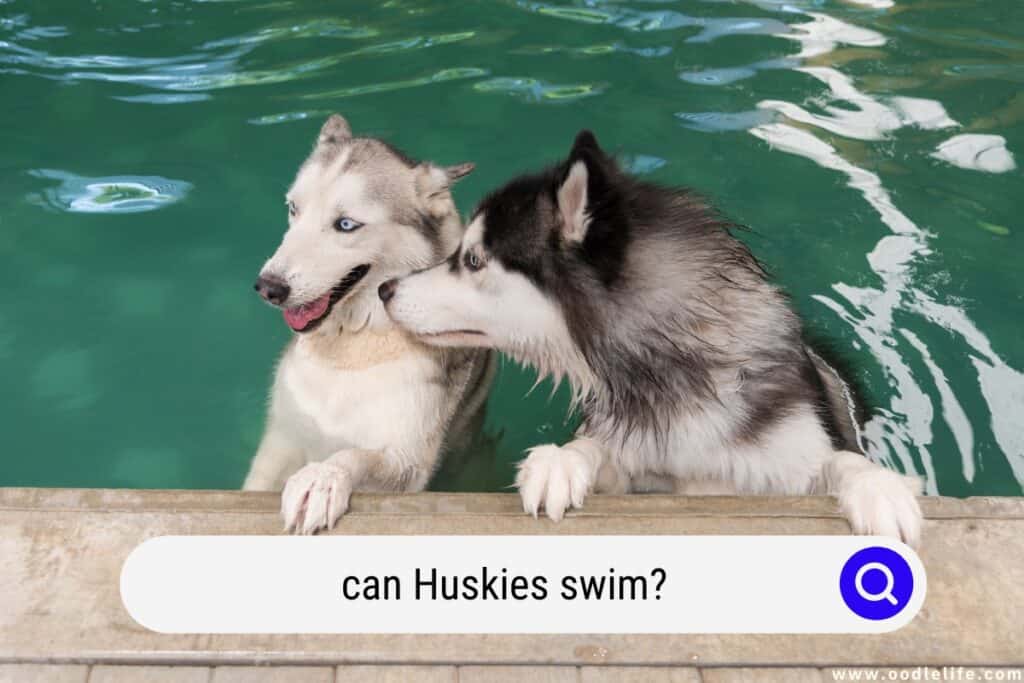 can Huskies swim