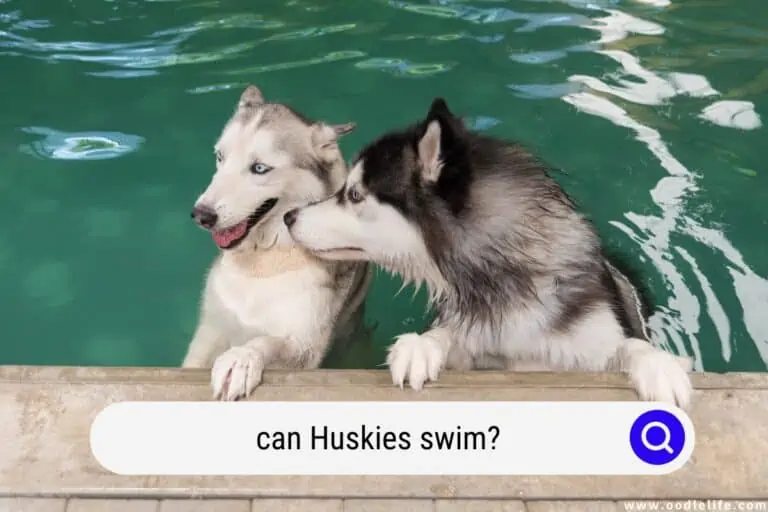 Can Huskies Swim? Comprehensive Water Guide For Husky Owners