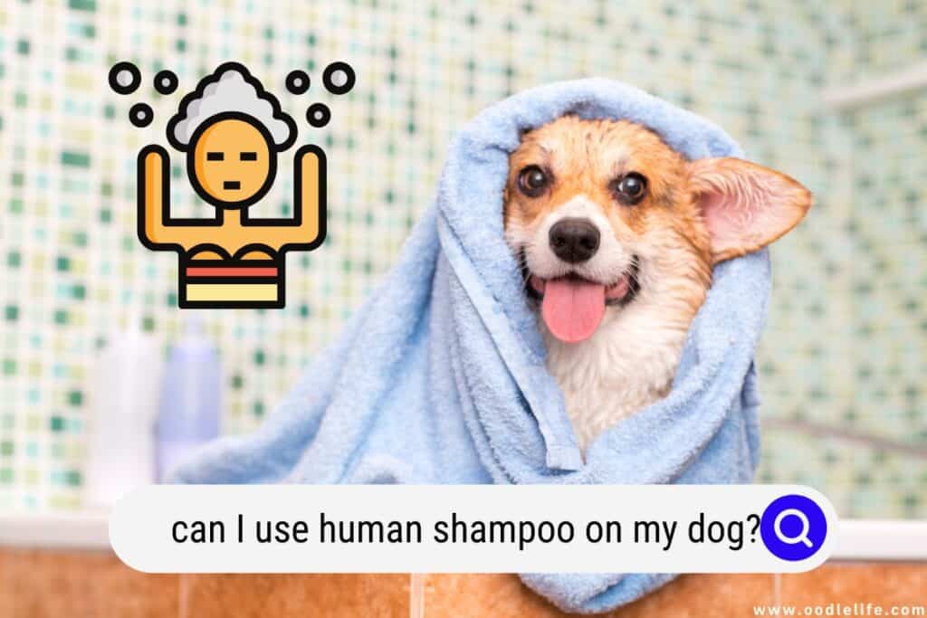 can I use human shampoo on my dog
