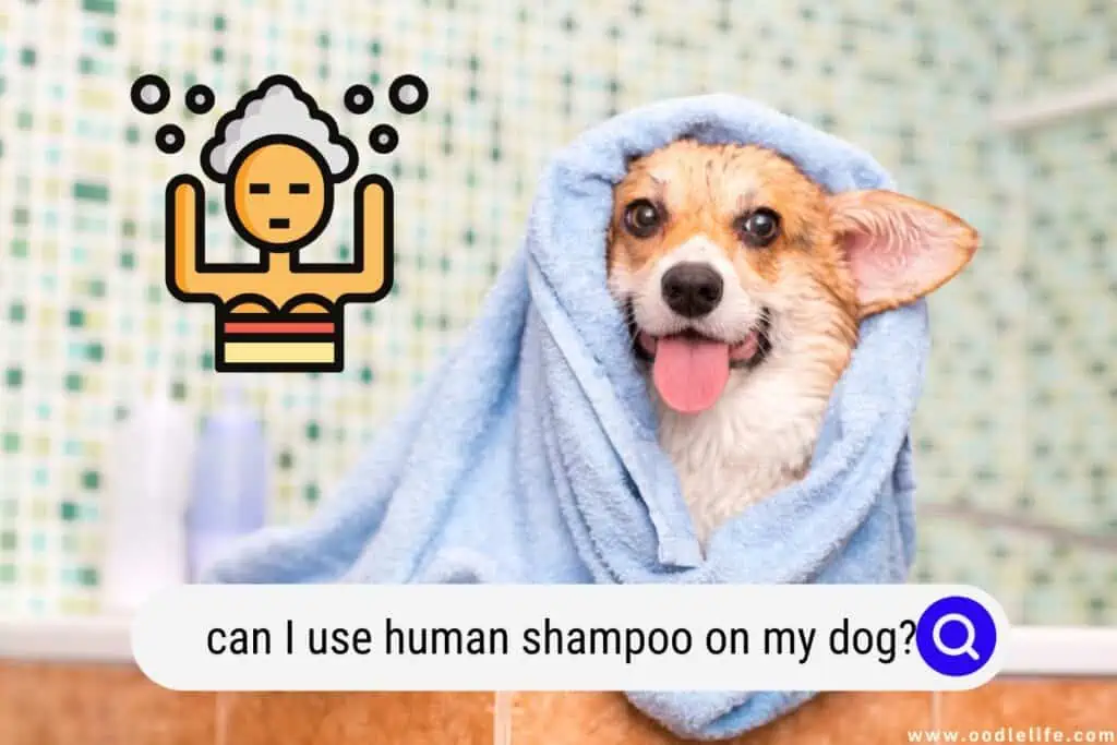 Using normal shampoo on dogs hotsell