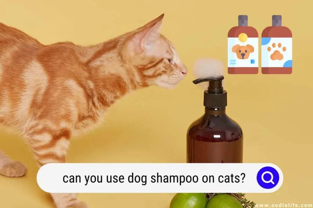 can you use dog shampoo on cats