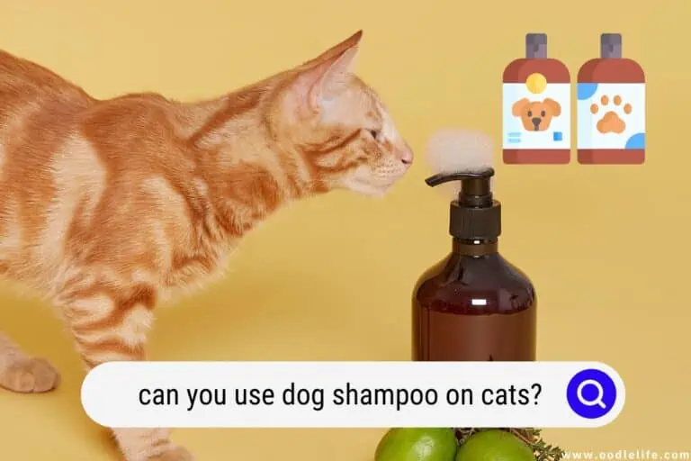 Can You Use Dog Shampoo on Cats? (2024 Update)