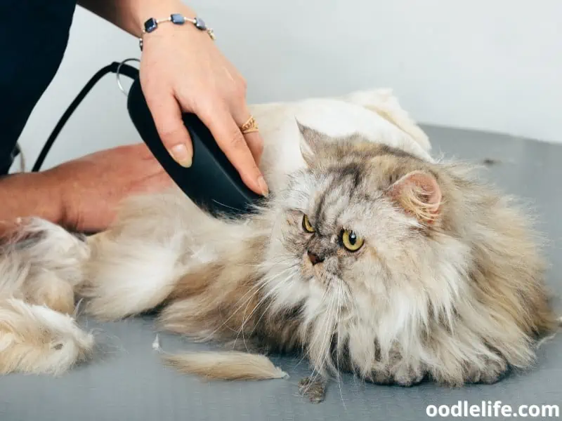 cat is at a salon