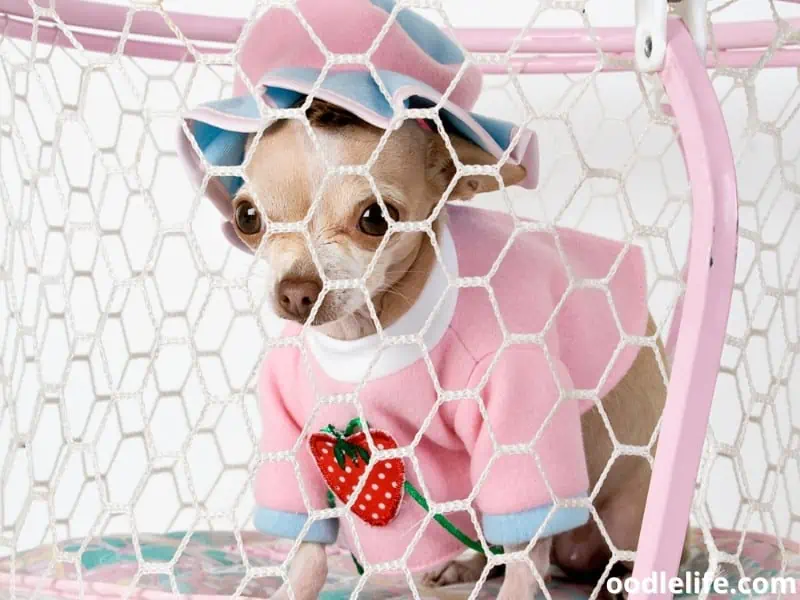Chihuahua in a playpen