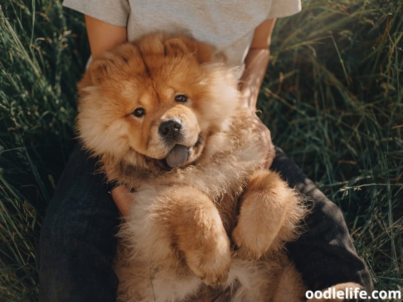 Chow Chow and owner