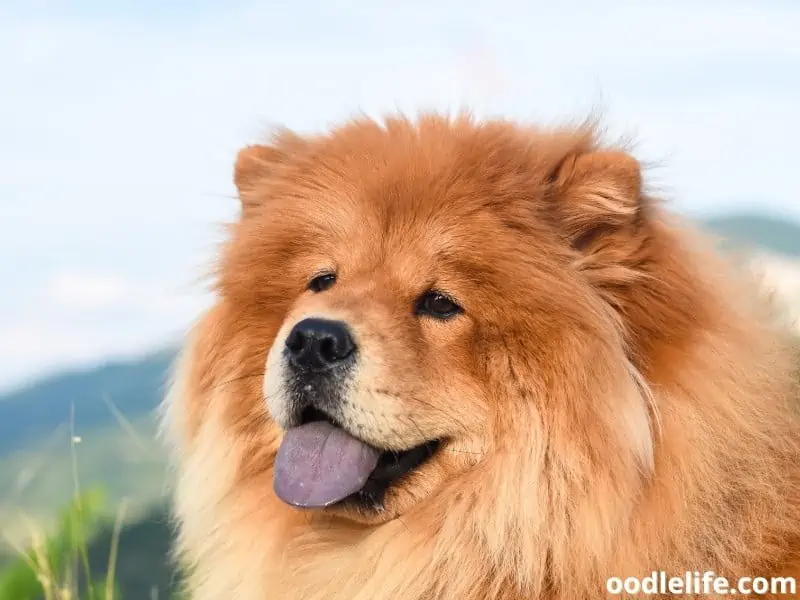 Chow Chow looks at her owner