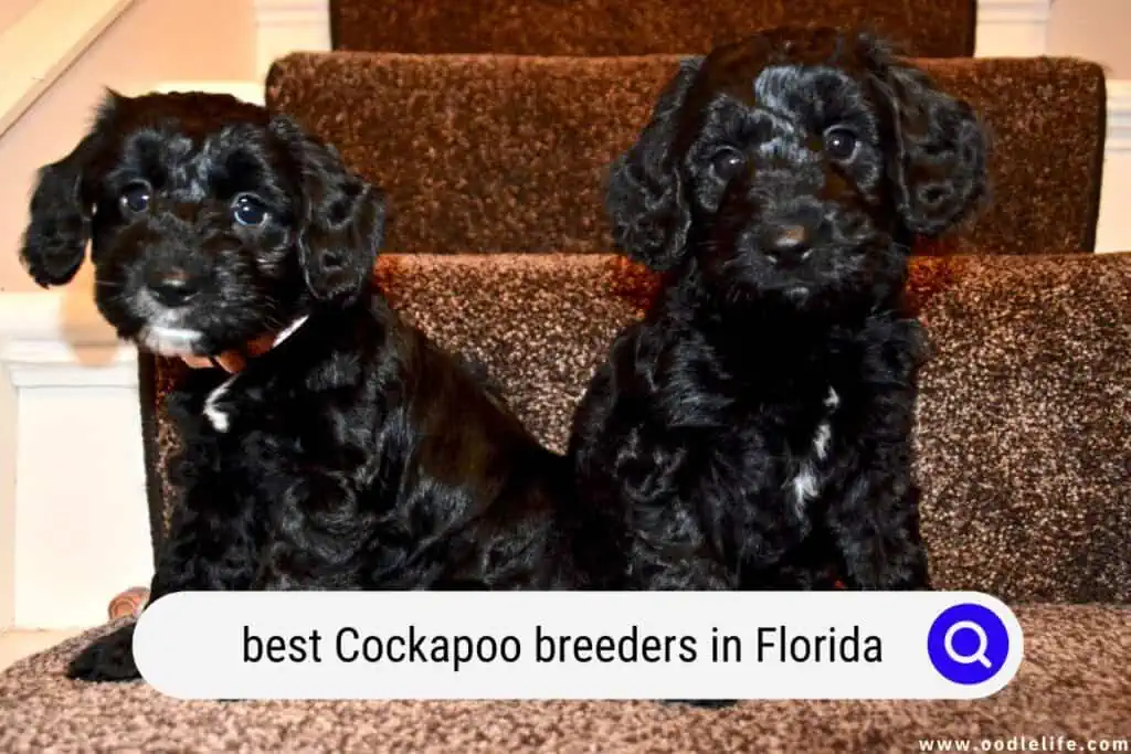Cockapoo breeders in Florida