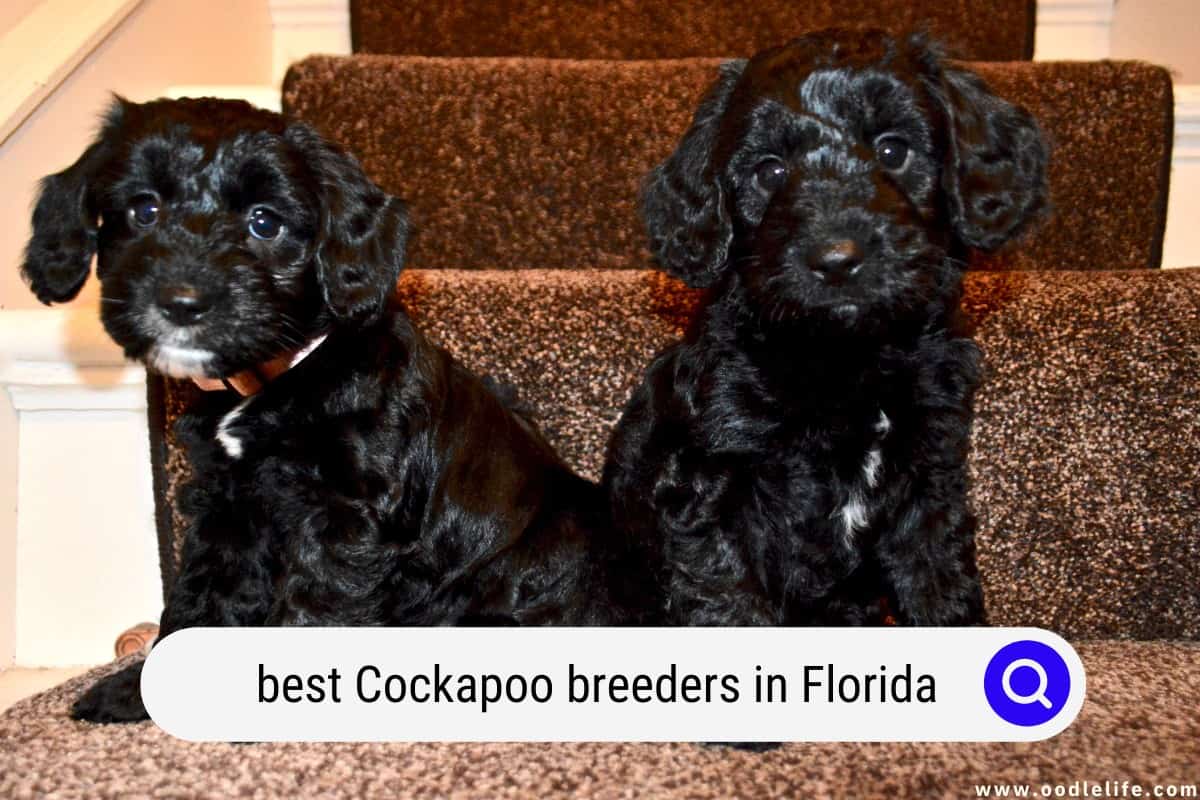 Are Cockapoos Akc Registered