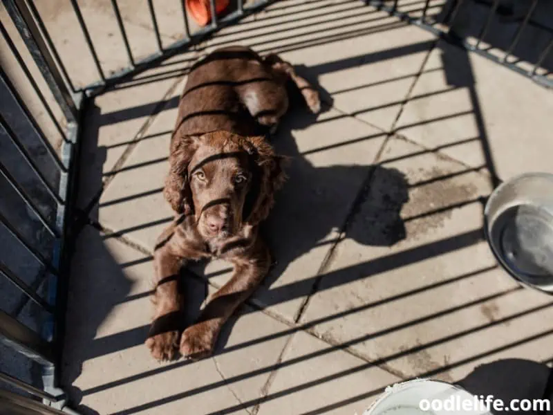 Cocker Spaniel inside a playpen