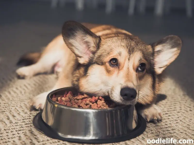 Corgi and dog food