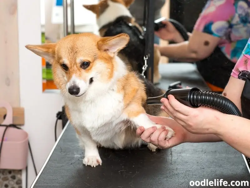 Corgi at a pet salon