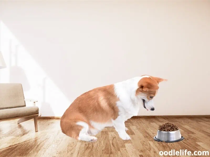 Corgi looks at the food