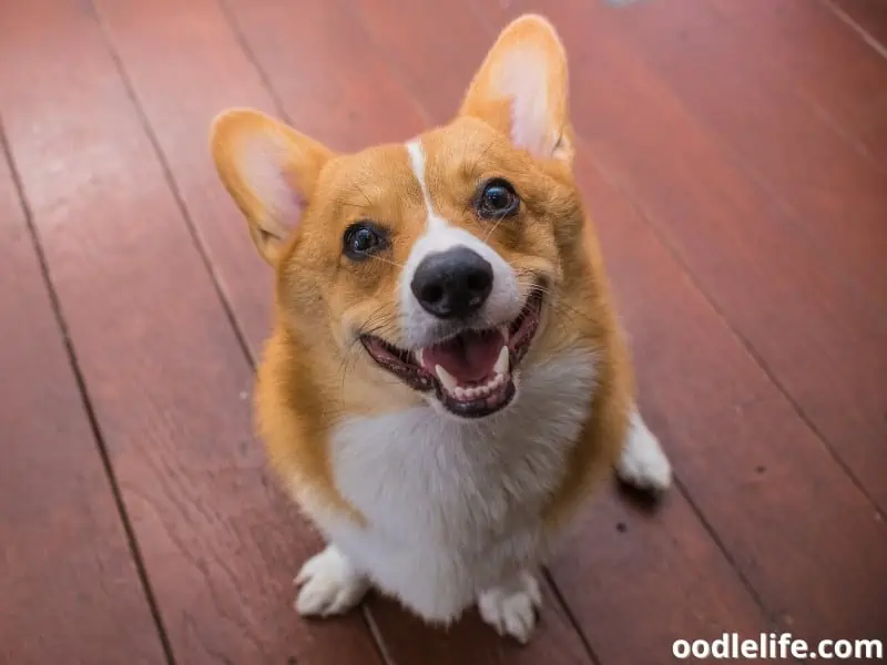 Corgi waits for food