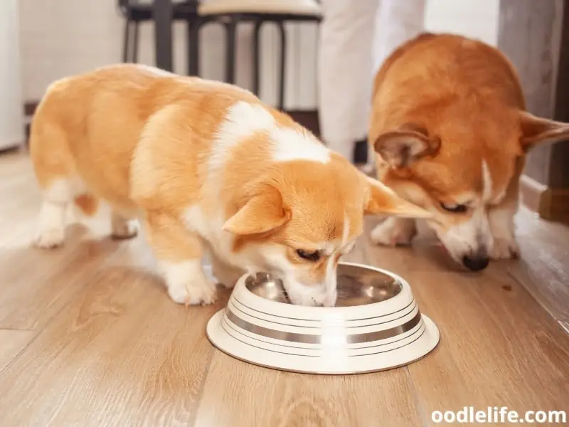 Corgis eat at the kitchen