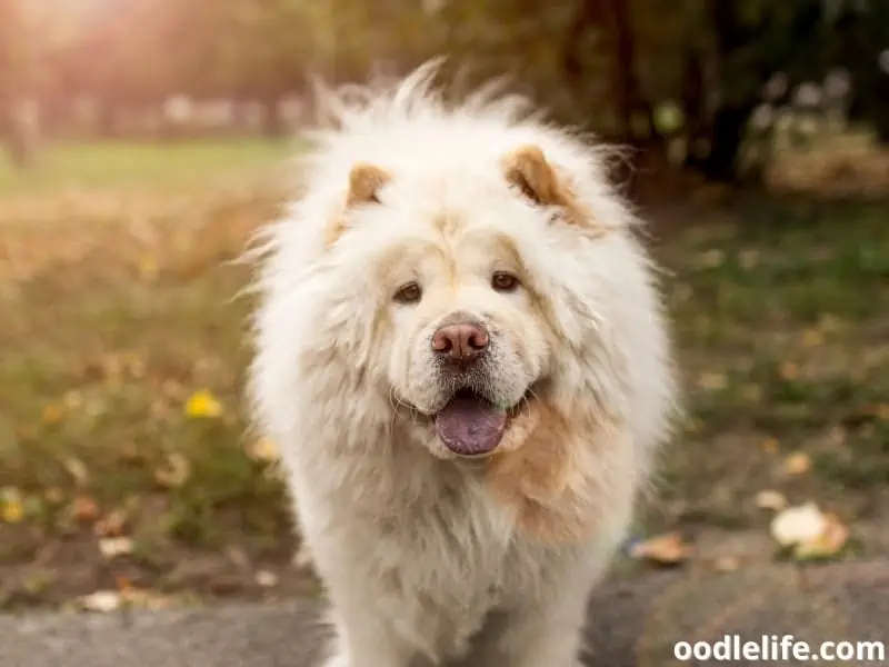 cream colored Chow Chow