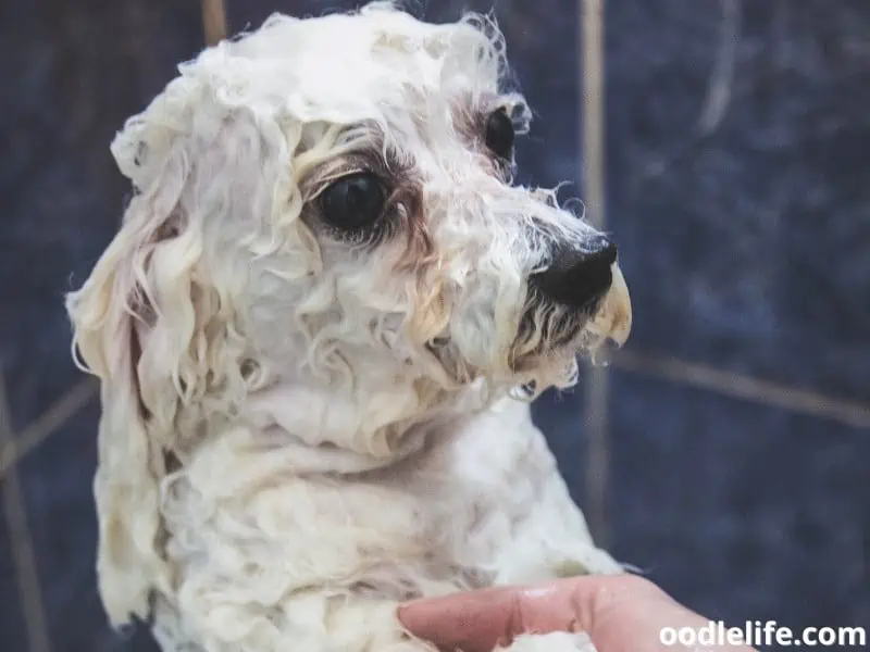 curly dog with shampoo