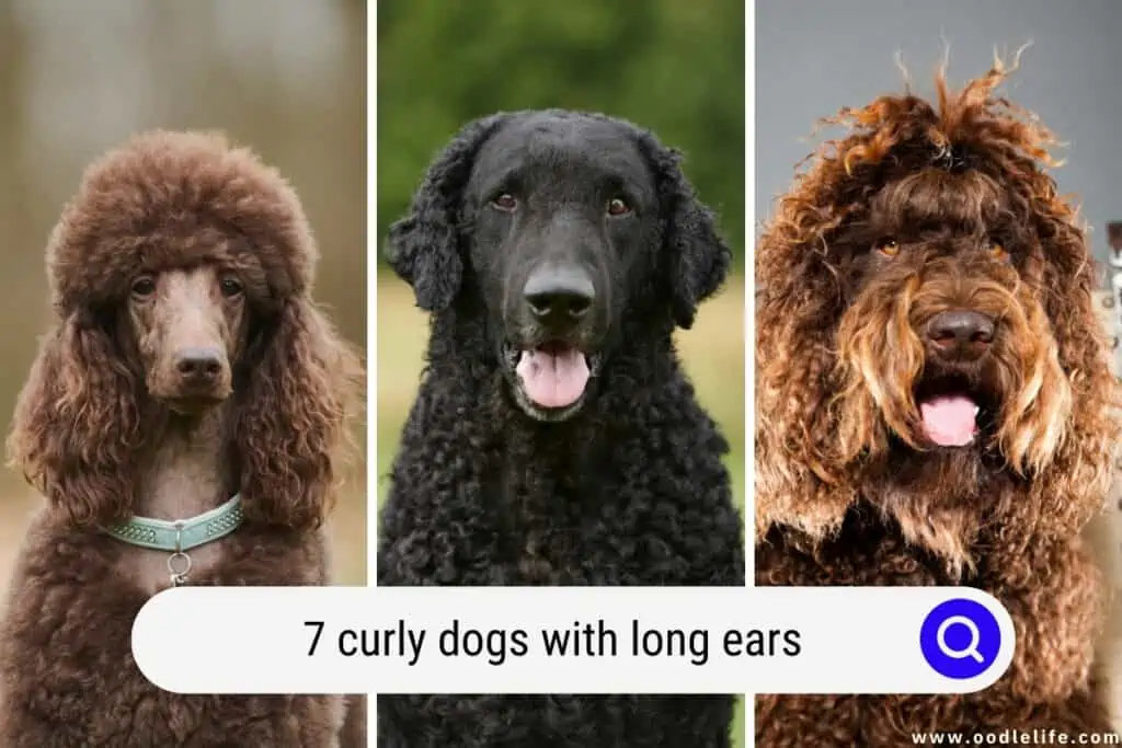 curly dogs with long ears