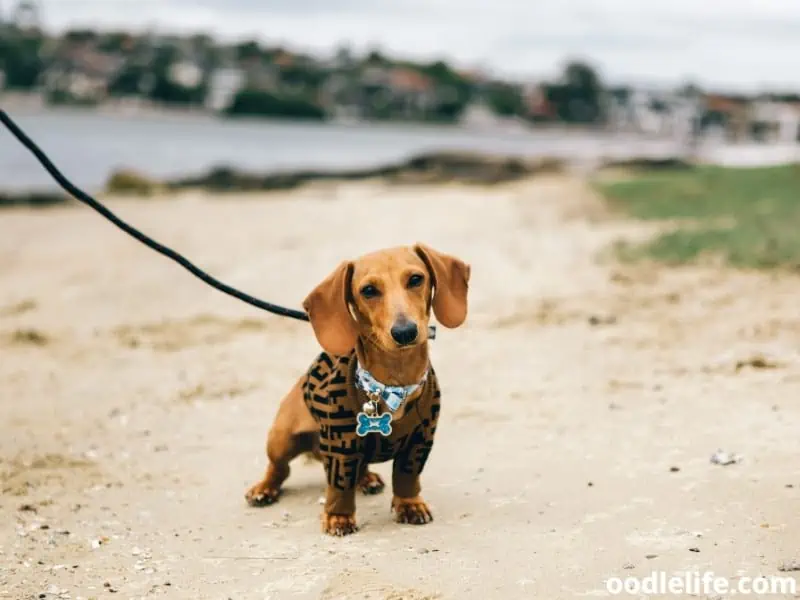 Dachshund with dog leash