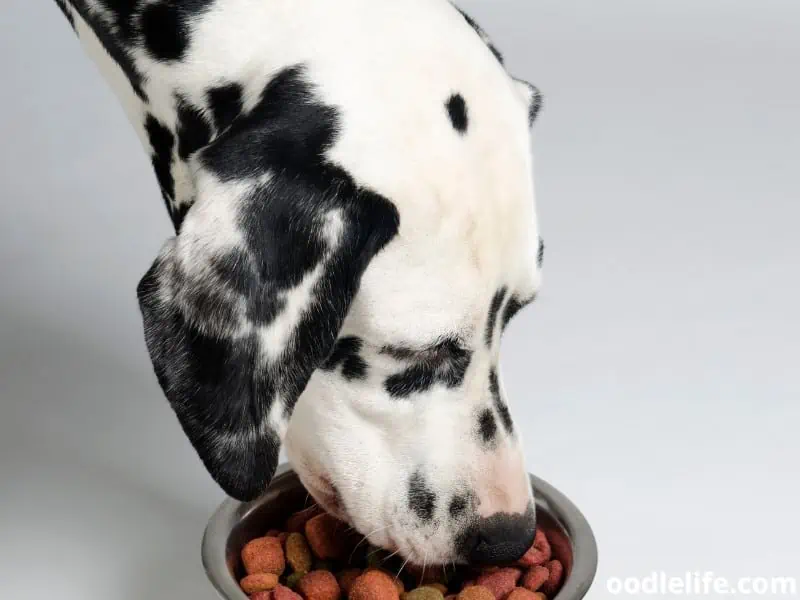 Dalmatian eats healthy food