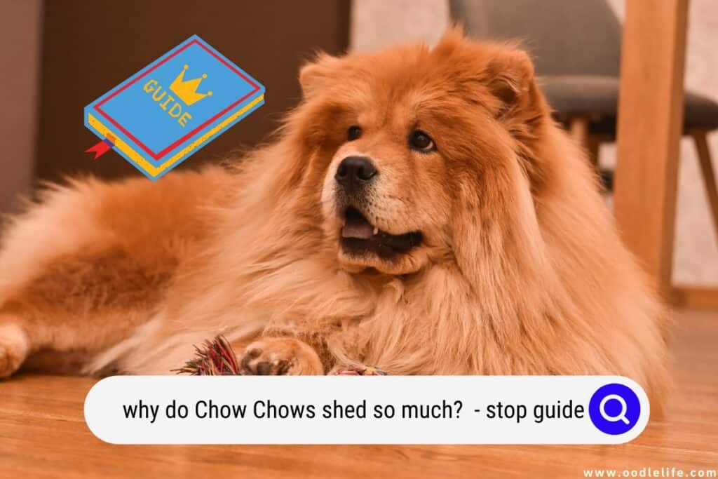 do Chow Chows shed