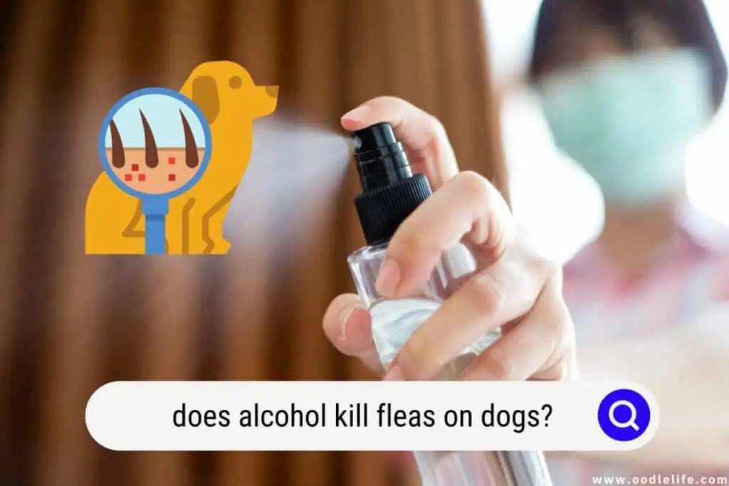 does alcohol kill fleas