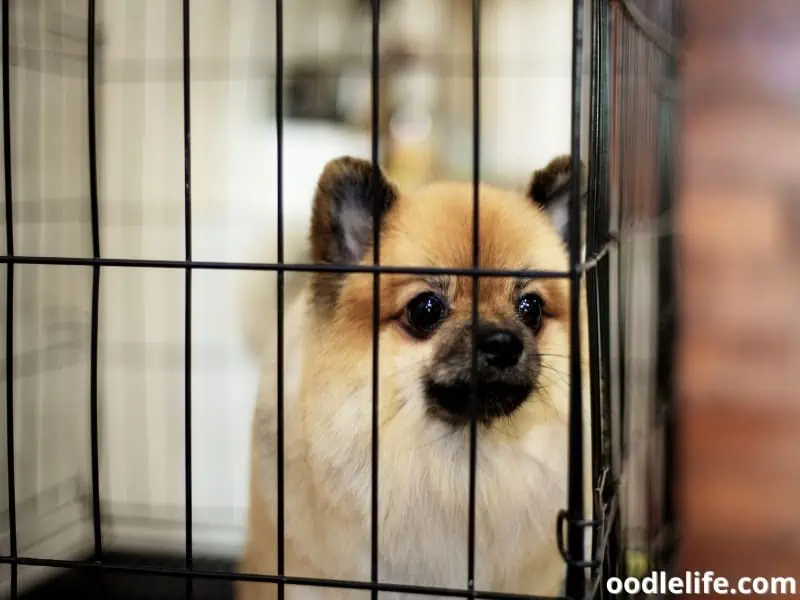 dog alone inside an enclosure